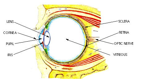 Anatomy of the Eye